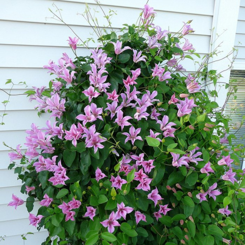 принц олбани