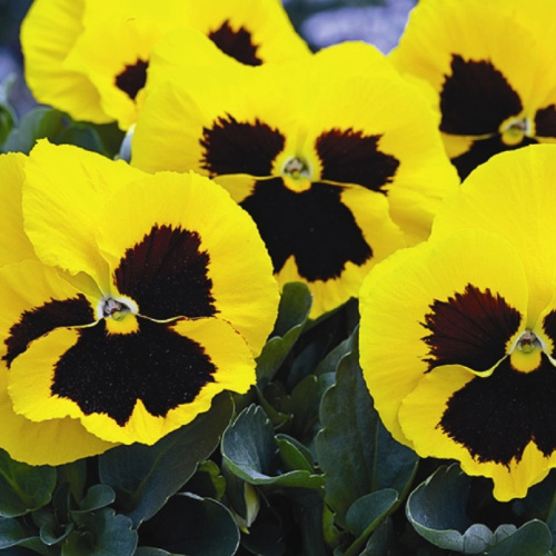 Виола Виттрока (Viola wittrockiana) Mammoth F1 Queen Yellow Bee