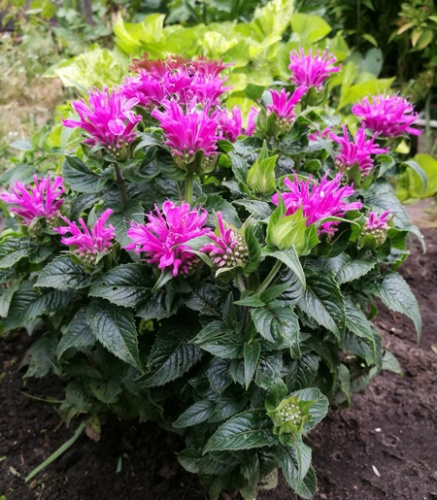 _________________5f3785ea8d9ee