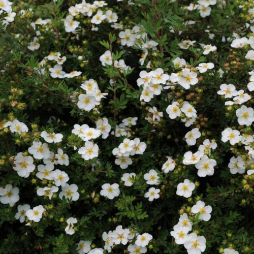 potentilla-fruticosa-snowflake