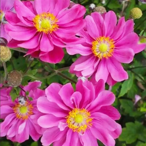 7888_anemona_margaret_03