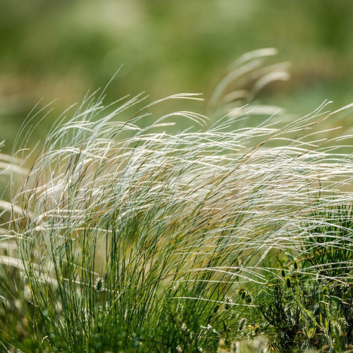 full_kovil-volosovidnyi-1