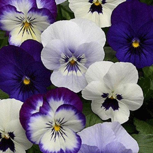 fialka-rogataya-sorbet-ikspi-blekberri-sanday-miks