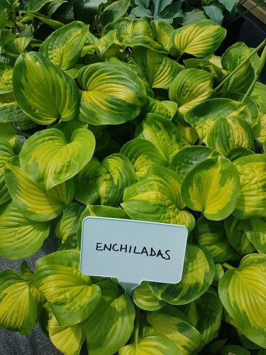 hosta_enchiladas-