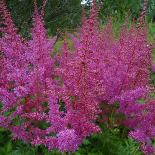 астильба лав энд прайд