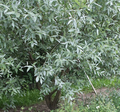 Salix_alba_Argentea