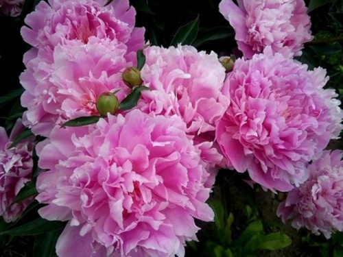 александр флеминг