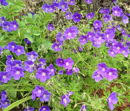 клоуд сапфир