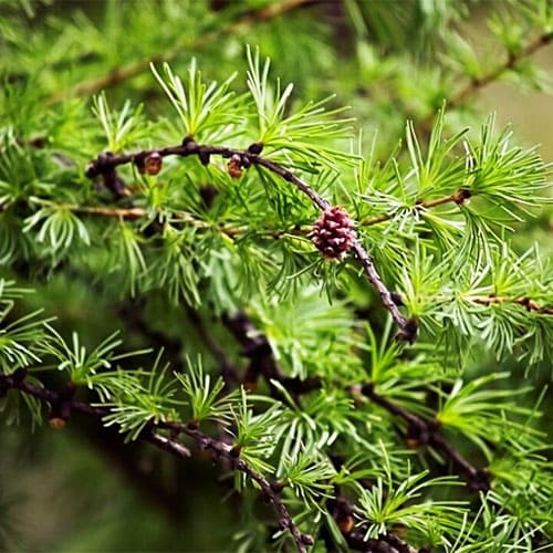 listvennitsa-sibirskaya