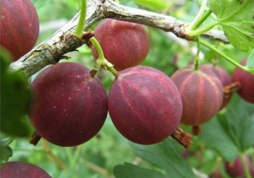 kryzhovnik-arlekin-1-1