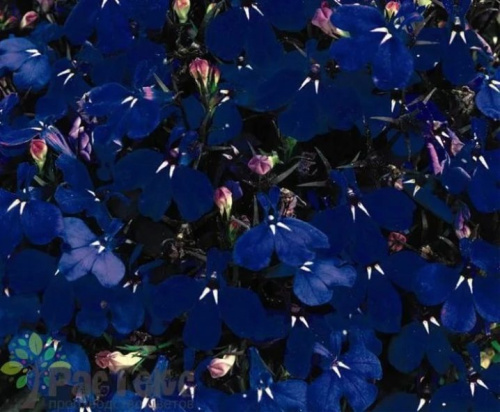 lobeliya-regata-osobennosti-serii-i-pravila-uhoda-8