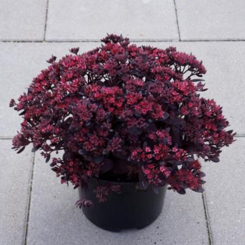 sedum-plum-dazzled-5