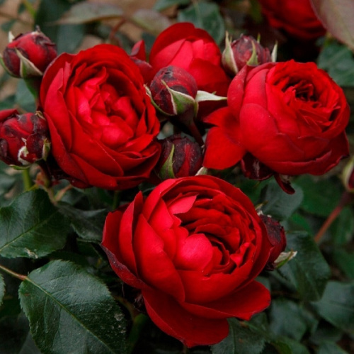 эротик_рококо3