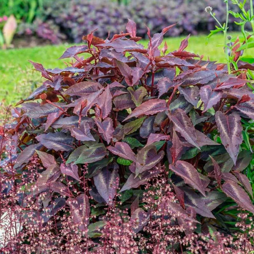 gorec-red-dragon-01-500x500