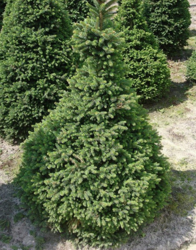 picea abies_will's Zwerg