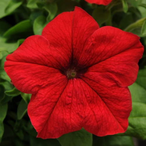 из райдер ред