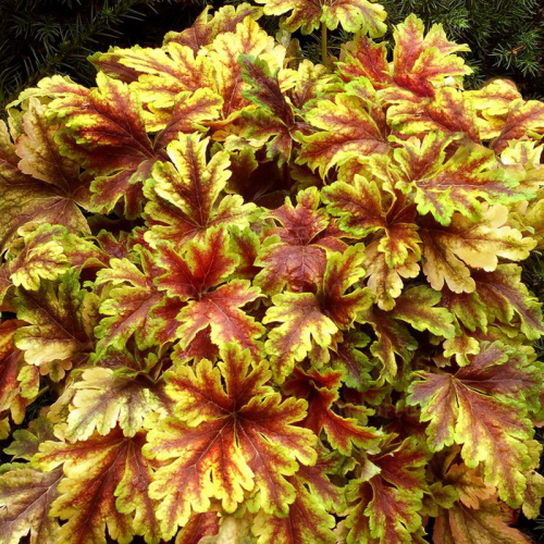 Гейхерелла Gold Zebra