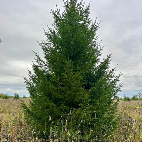 ель обыкновенная2