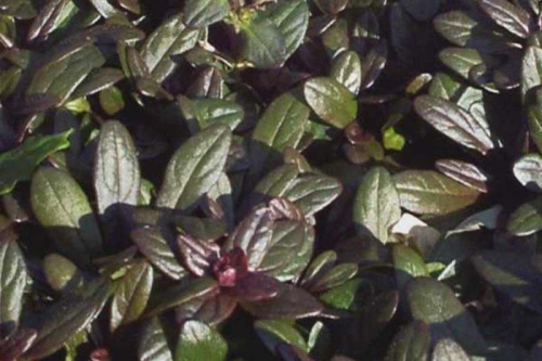 живучка чоколате чипс