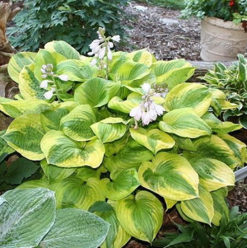 SummerBreeze _900x900