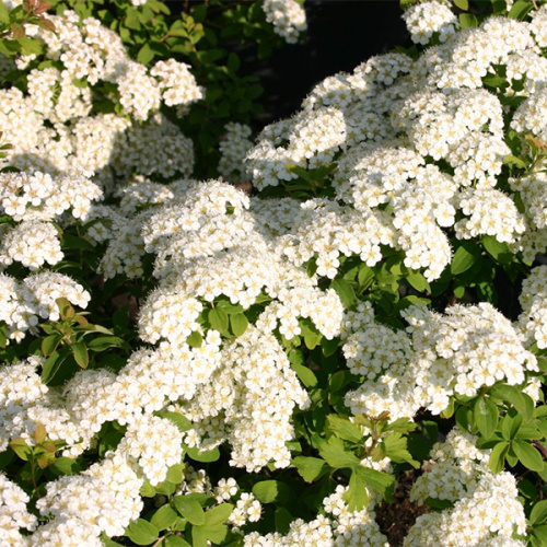 weisse-zwergspiere-halwards-silver-m066322_h_0