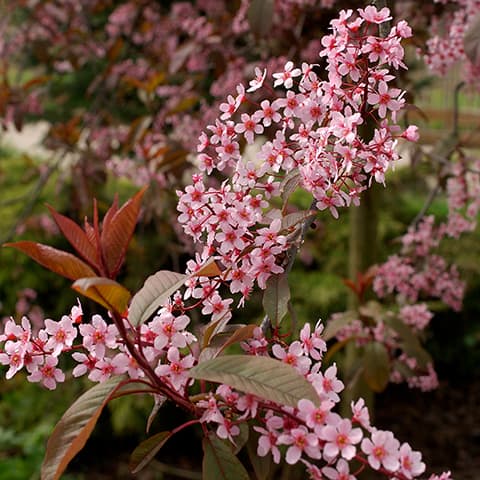 Prunus-padus-Colorata_16100477