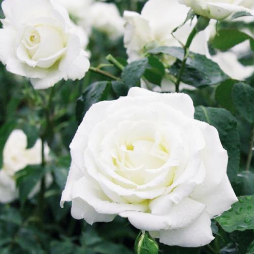 роза анастасия