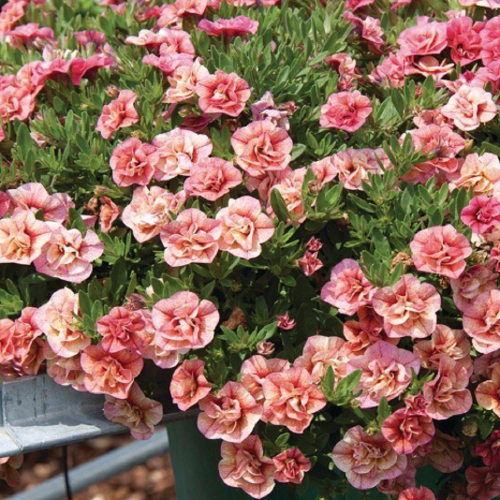 калибрахоа aloha double apricot