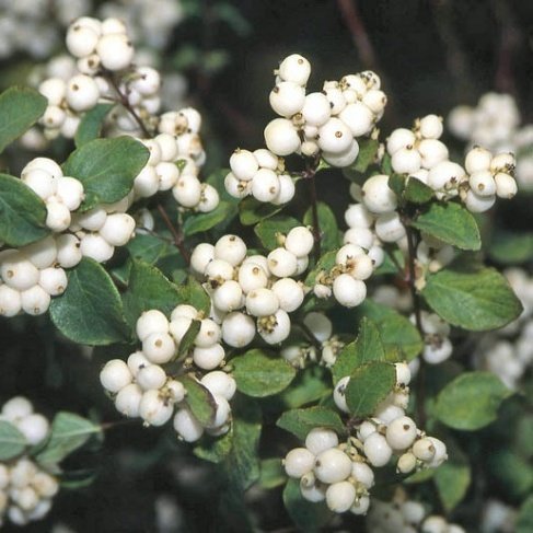 снежноягодник вайт