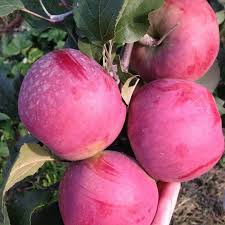 Без названия