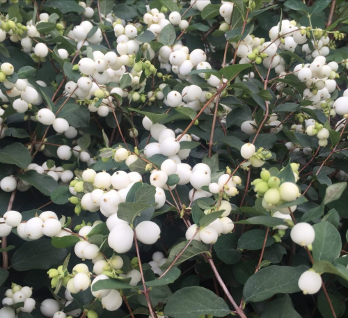 9c268048-e766-4d6c-a2cd-8c63c23e4aed