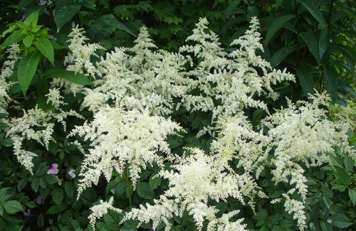 full_brautshleier_full