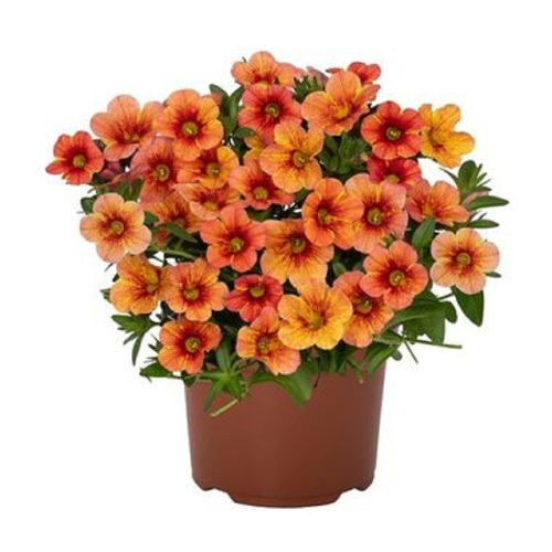 калибрахоа bloomtastic orange cart wheel