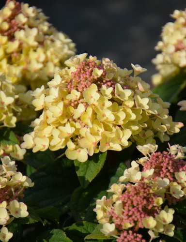 ef95f42e_b68a_11ed_ab8a_ac1f6be25f99_f19bc112_5843_11ee_ab9e_ac1f6be25f99.resize1