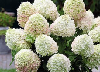 коттон крим