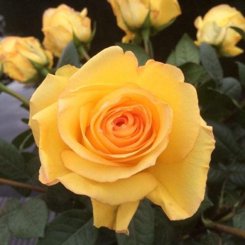 роза дежавю