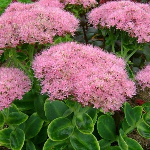 d99e5e907ccc11e9709efa163e521143_e86bd9628de411ec80f5fa163e9ed2fc-500x500-a