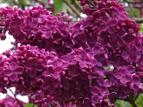 сирень чарьз