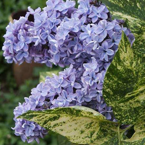 siren-obyknovennaya-aucubaefolia
