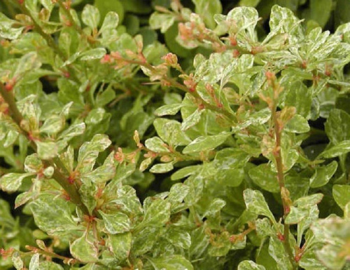 barbaris_tunberga_pouvvov_1