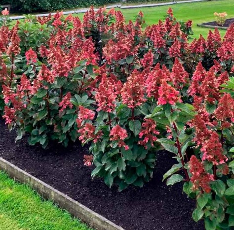 гортензия инфинити