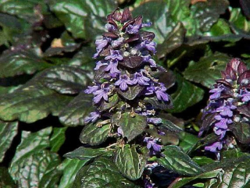 zhivuchka_polzuchaya_bronza_byuti