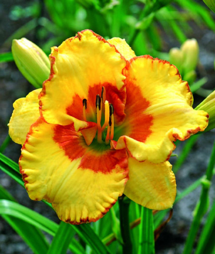 lileynik-irrezistebl-sharm-irresistable-charm-molodoe-rastenie-1178