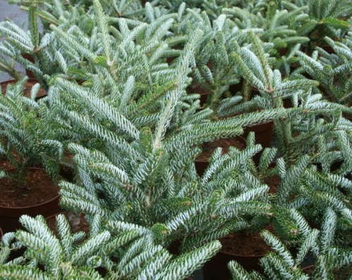 сильберстар