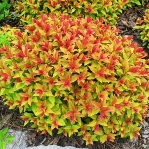 d3b3799d6611d677944f5f86a500beb3_XL