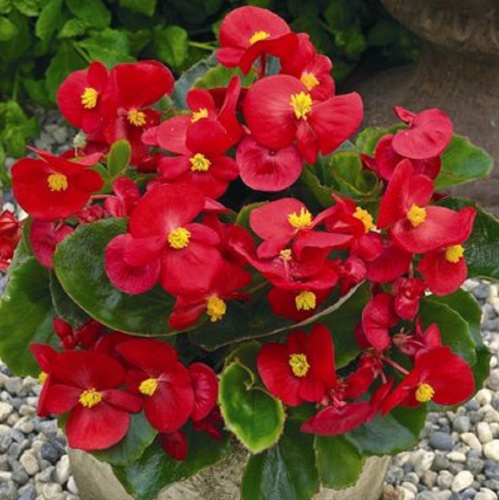 бада бинг скарлет