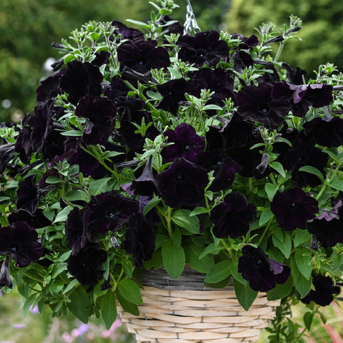 full_easy_wave_navy_velour