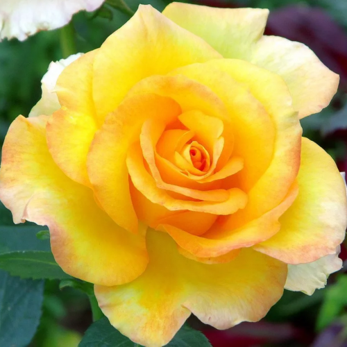 rose_golden_medalyon-500x500