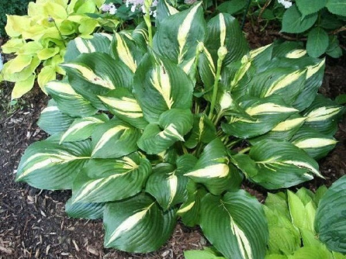 2106_american_sweetheart