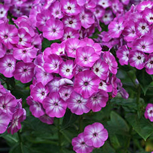 Флокс Phlox paniculata Flame Purple Eye